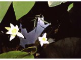 Water lilies grow in the swampy conditions of the Hula, north of the Sea of Galilee. Although this is largely drained today, it used to be a large area of swamp.